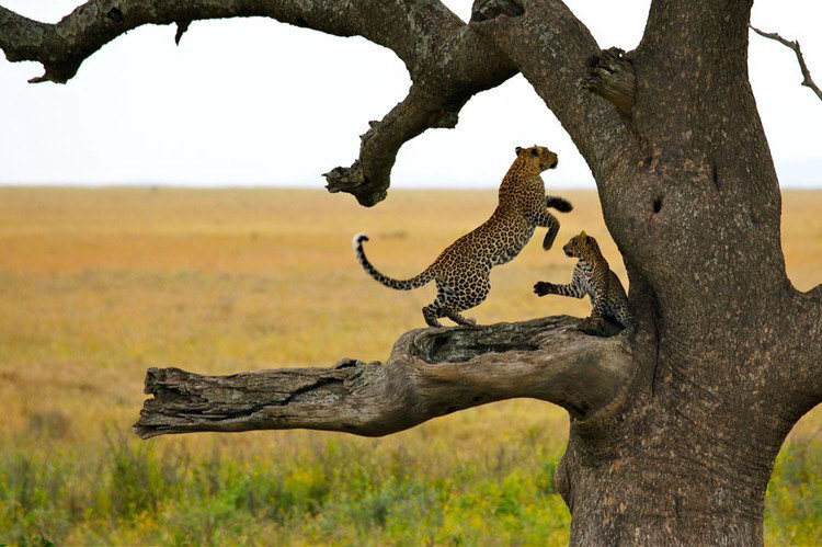 serengeti national park