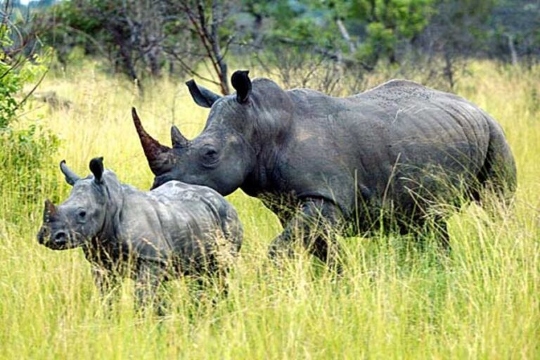 serengti national park rhinos